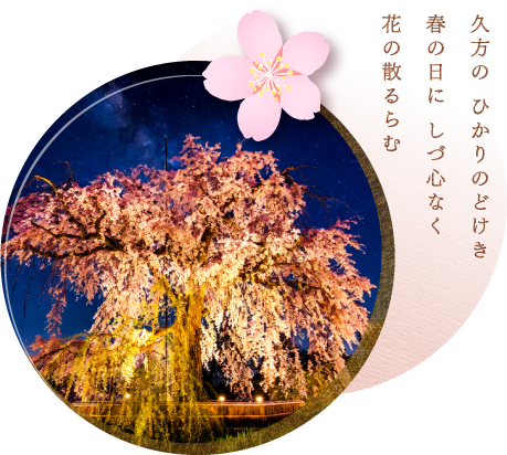 夜櫻點燈