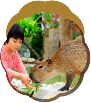 神戶動物王國水豚零距離接觸