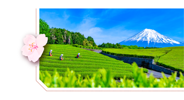 富士山與靜岡茶園