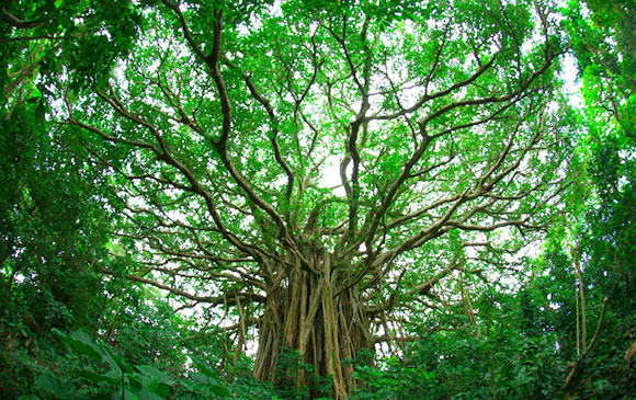 喜界島 Kika Island Day 06 － 01