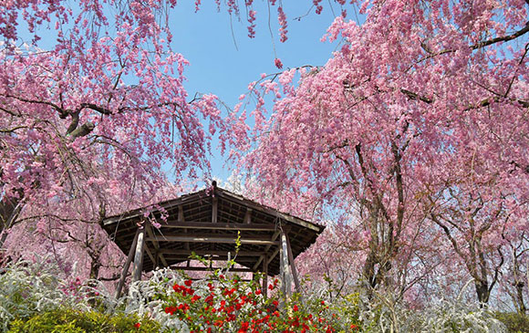 京都四月櫻二部曲-20km-琵琶湖 Day 04 - 01