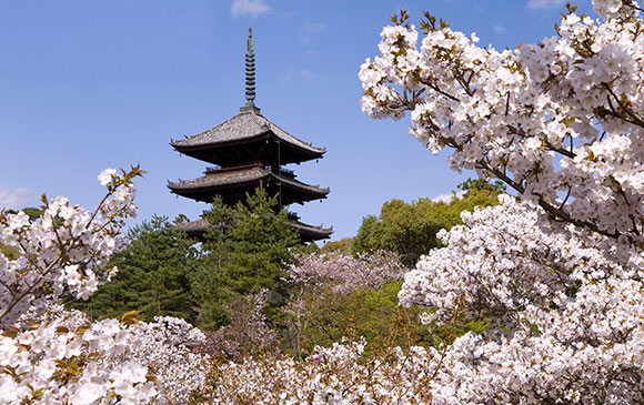 京都四月櫻二部曲-20km-琵琶湖 Day 04 - 02
