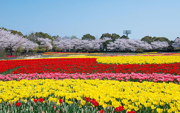 琵琶湖-50km-信樂町-85km-桑名市-30km-名古屋 Day 05 - 02