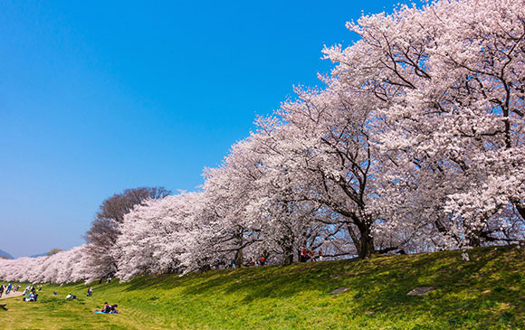 琵琶湖 -40km-宇治-20km-八幡市-50km-大阪 Day 05 - 03