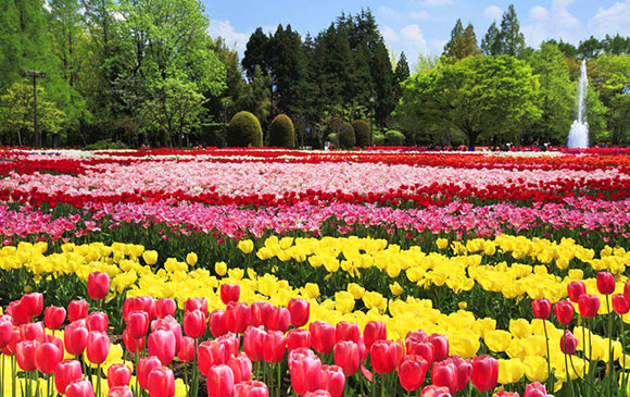 宇奈月溫泉－80km－礪波－99km－福井芦原 Day 04 － 02