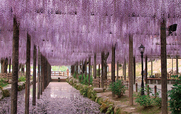 白川鄉－160km－津島市－20km－桑名市－30km－名古屋 Day 05 － 01