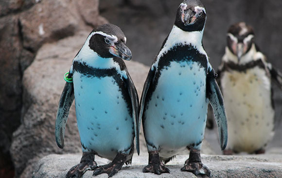 伊勢志摩－1１0km－熊野(勝浦) Day 03 － 01