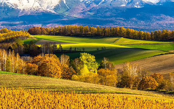 札幌 －美瑛 －旭川 Day 02 － 03