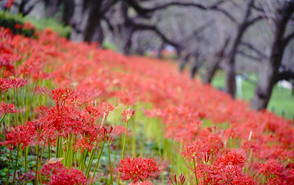 宇都宮－32km－日光－120km－高崎 Day 03 － 02