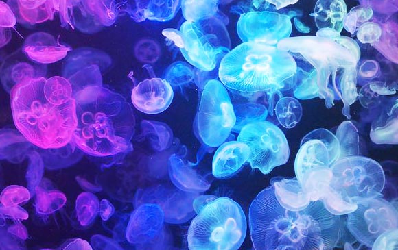 湯野浜－10km－庄內空港→ 國內線 →東京羽田 ~東京 Day 06 － 01