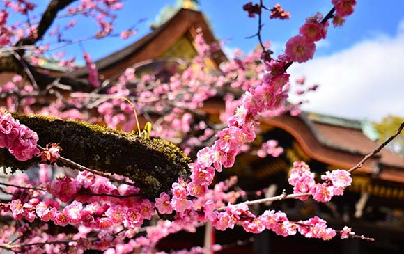 琵琶湖－30km－京都－60km－大阪 Day 05 － 01