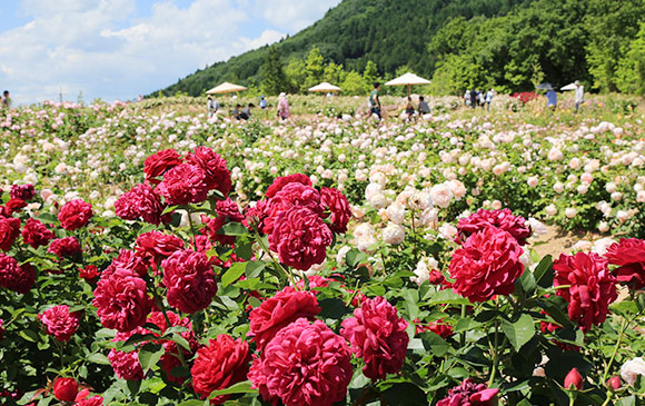宮島－105km－三次－20km－世羅－40km－尾道 Day 03 － 02