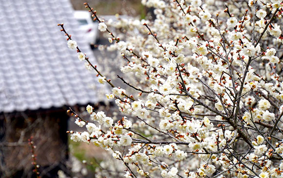 湯布院－30km－大分－30km－杵築－50km－湯布院 Day 03 － 03