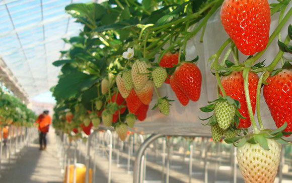 玉造溫泉－180km－倉敷－18km－岡山－新幹線【200km/49分鐘】－大阪 Day 05 － 01