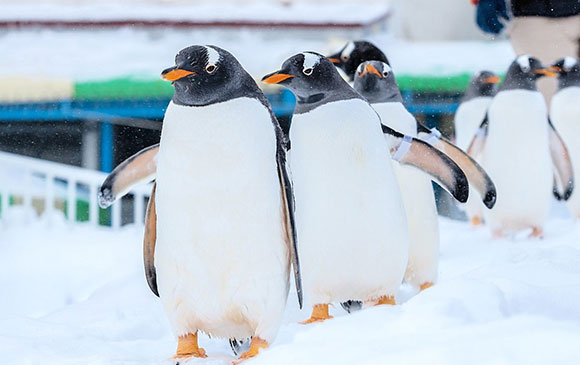 小樽－35km－札幌 Day 02 － 02